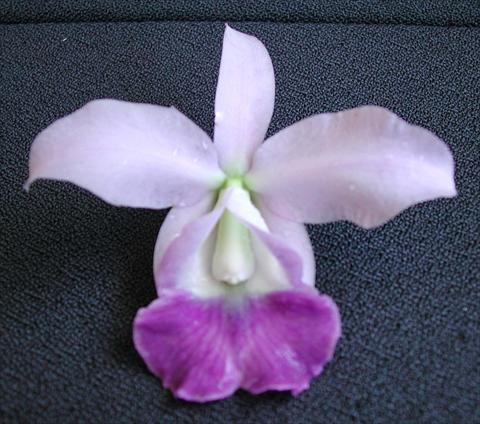 photo of flower to be used as: Pot Cattleya Lc Memoria Hideyuki Goto