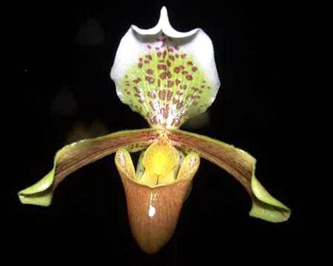 photo of flower to be used as: Pot Paphiopedilum Insigne