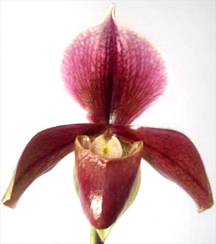 photo of flower to be used as: Pot Paphiopedilum King Arthur