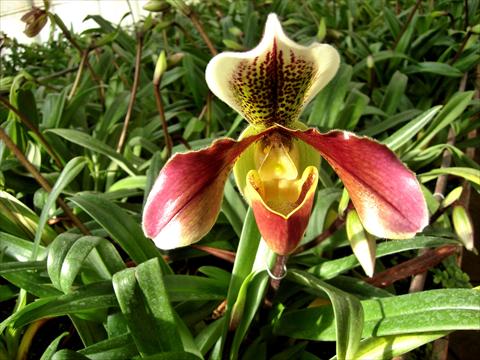 photo of flower to be used as: Pot Paphiopedilum San Remo