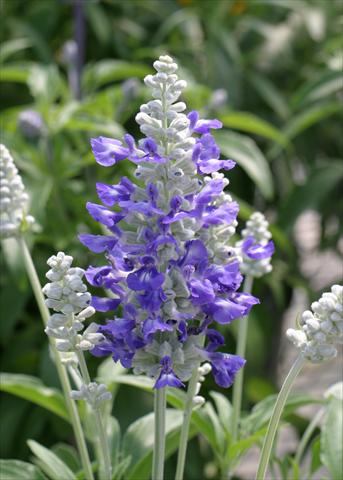 photo of flower to be used as: Bedding / border plant Salvia farinacea Strata
