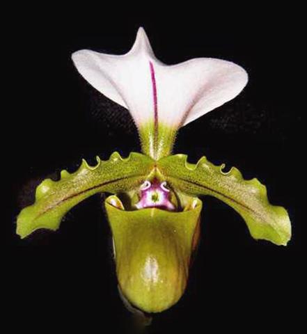 photo of flower to be used as: Pot Paphiopedilum Spicerianum