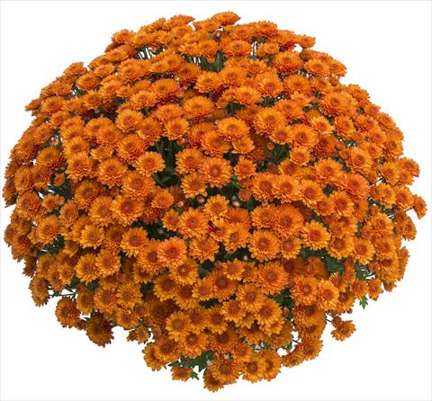 photo of flower to be used as: Pot and bedding Chrysanthemum Gringo Orange