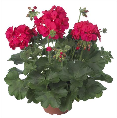 photo of flower to be used as: Patio, pot Pelargonium interspecifico Dixieland Dark Pink