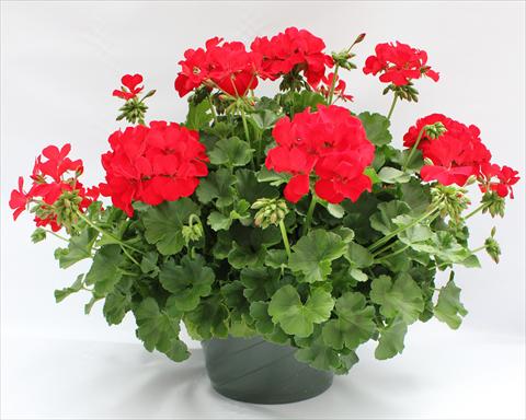 photo of flower to be used as: Patio, pot Pelargonium interspecifico Dixieland Dark Red