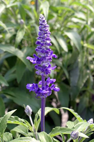 photo of flower to be used as: Bedding / border plant Salvia farinacea Victoria