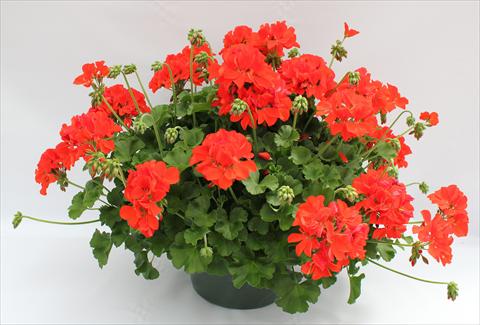 photo of flower to be used as: Patio, pot Pelargonium interspecifico Dixieland Orange