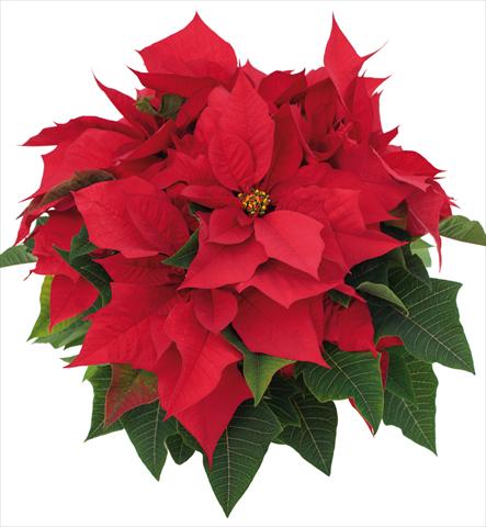 photo of flower to be used as: Pot Poinsettia - Euphorbia pulcherrima Advantage Red