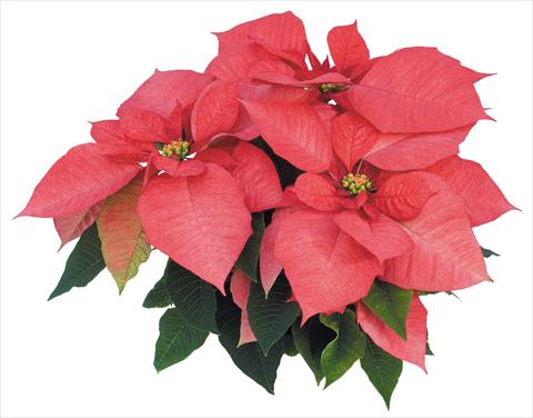 photo of flower to be used as: Pot Poinsettia - Euphorbia pulcherrima Early Twilight