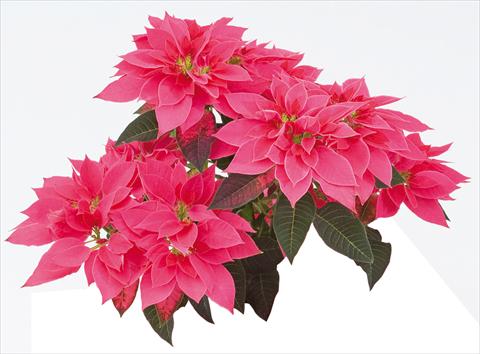 photo of flower to be used as: Pot Poinsettia - Euphorbia pulcherrima Luv U Pink