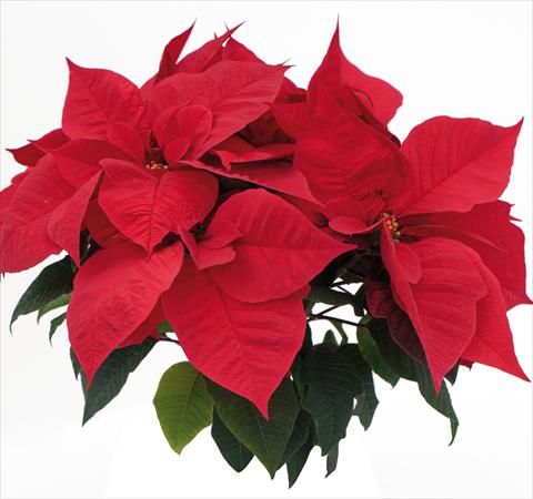 photo of flower to be used as: Pot Poinsettia - Euphorbia pulcherrima Red Soul