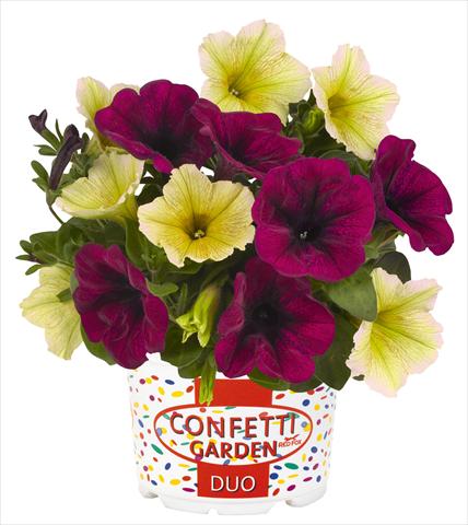 photo of flower to be used as: Pot, bedding, patio 2 Combo RED FOX Confetti Garden Duo Banana Shake