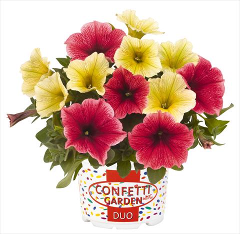 photo of flower to be used as: Pot, bedding, patio 2 Combo RED FOX Confetti Garden Duo Banana Split