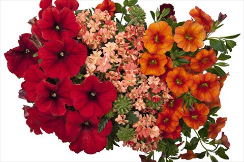 photo of flower to be used as: Pot, bedding, patio 3 Combo RED FOX Confetti Garden Bel Air Red