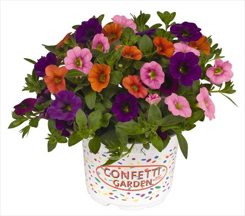 photo of flower to be used as: Pot, bedding, patio 3 Combo RED FOX Confetti Garden Hawaiian Sunset Paradise