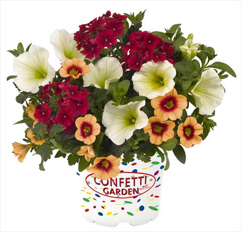 photo of flower to be used as: Pot, bedding, patio 3 Combo RED FOX Confetti Garden Hula Kula