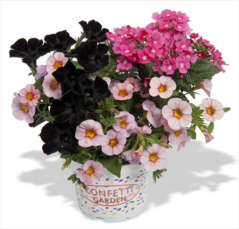 photo of flower to be used as: Pot, bedding, patio 3 Combo RED FOX Confetti Garden Pirates Beauty