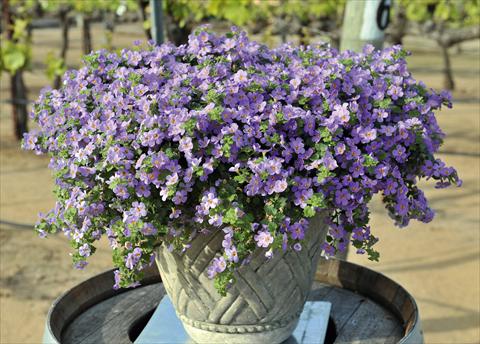 photo of flower to be used as: Pot, patio, basket Bacopa (Sutera cordata) RED FOX Bahia Blue Sand