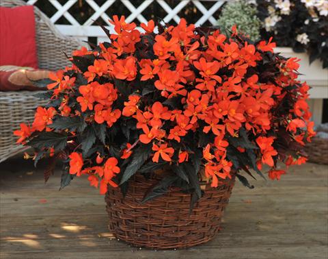 photo of flower to be used as: Bedding pot or basket Begonia boliviensis RED FOX Unstoppable Upright Fire