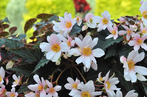 photo of flower to be used as: Bedding pot or basket Begonia boliviensis RED FOX Unstoppable Upright White