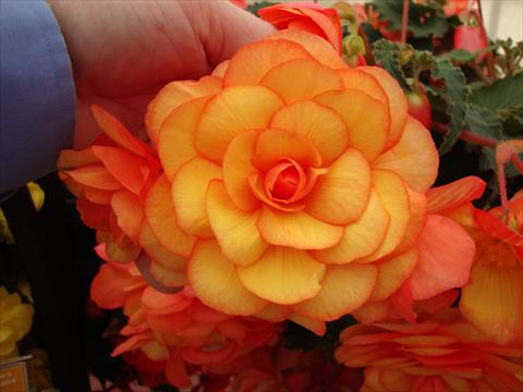photo of flower to be used as: Pot, bedding, patio, basket Begonia tuberhybrida RED FOX Arcada Apricot