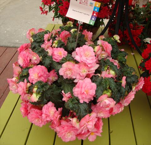 photo of flower to be used as: Pot, bedding, patio, basket Begonia tuberhybrida RED FOX Arcada Light Pink