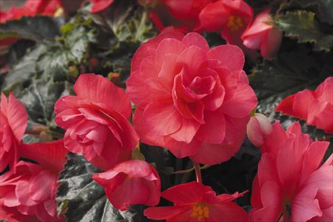 photo of flower to be used as: Pot, bedding, patio, basket Begonia tuberhybrida RED FOX Arcada Pink