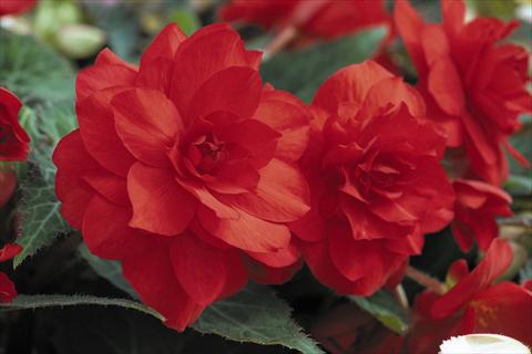 photo of flower to be used as: Pot, bedding, patio, basket Begonia tuberhybrida RED FOX Arcada Scarlet