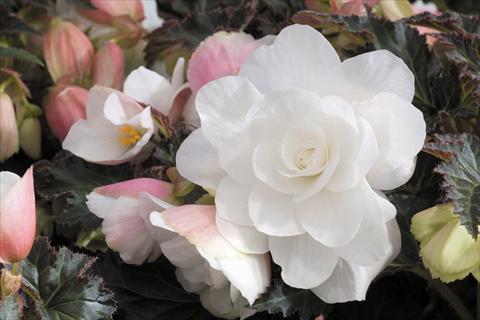 photo of flower to be used as: Pot, bedding, patio, basket Begonia tuberhybrida RED FOX Arcada White