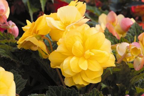 photo of flower to be used as: Pot, bedding, patio, basket Begonia tuberhybrida RED FOX Arcada Yellow