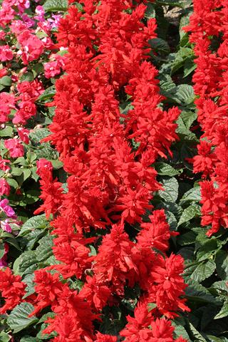 photo of flower to be used as: Bedding / border plant Salvia splendens Oasis