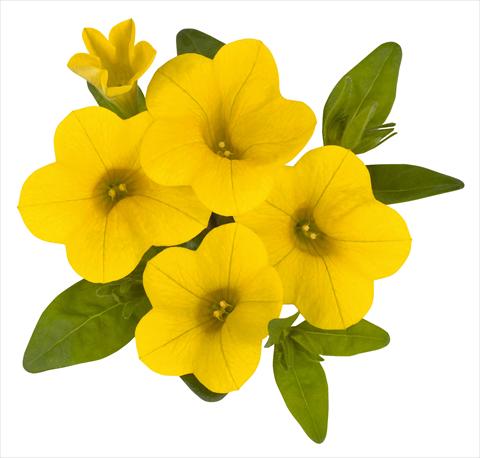 photo of flower to be used as: Pot, bedding, patio, basket Calibrachoa RED FOX Aloha® Canary Yellow 2014