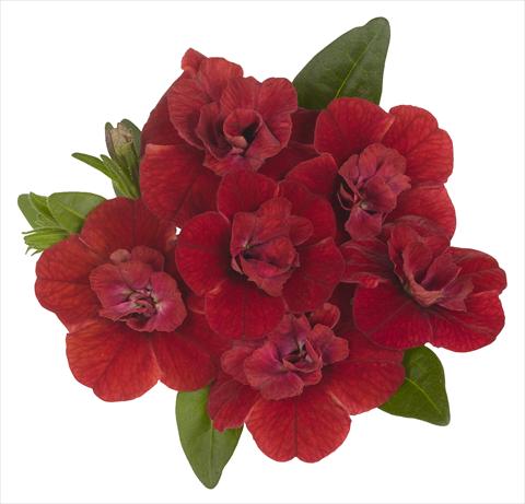 photo of flower to be used as: Pot, bedding, patio, basket Calibrachoa RED FOX Aloha® Double Candy Apple Red