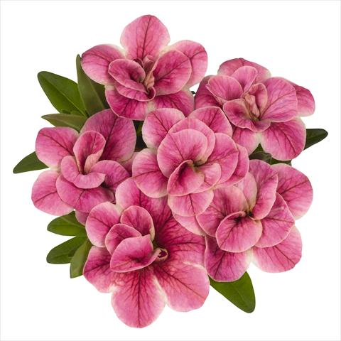 photo of flower to be used as: Pot, bedding, patio, basket Calibrachoa RED FOX Aloha® Double Pink Star