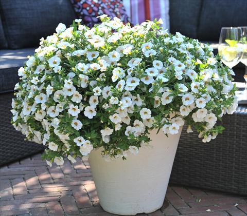 photo of flower to be used as: Pot, bedding, patio, basket Calibrachoa RED FOX Aloha® Royal White