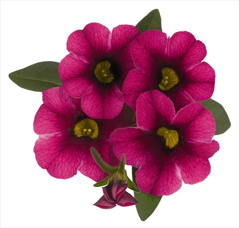 photo of flower to be used as: Pot, bedding, patio, basket Calibrachoa RED FOX Aloha® Tiki Neon