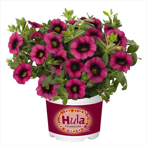 photo of flower to be used as: Pot, bedding, patio, basket Calibrachoa RED FOX Hula Cherry