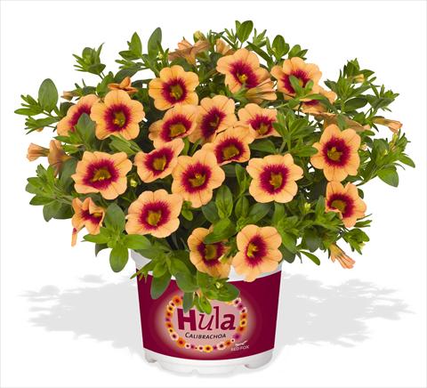 photo of flower to be used as: Pot, bedding, patio, basket Calibrachoa RED FOX Hula Gold