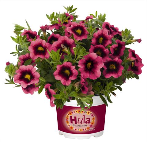 photo of flower to be used as: Pot, bedding, patio, basket Calibrachoa RED FOX Hula Hot Pink