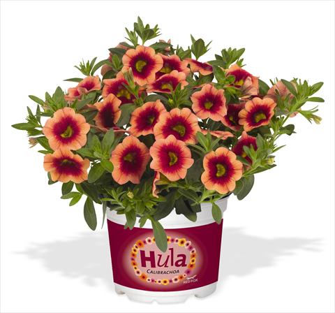 photo of flower to be used as: Pot, bedding, patio, basket Calibrachoa RED FOX Hula Orange