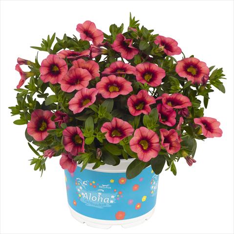 photo of flower to be used as: Pot, bedding, patio, basket Calibrachoa RED FOX Hula Rose