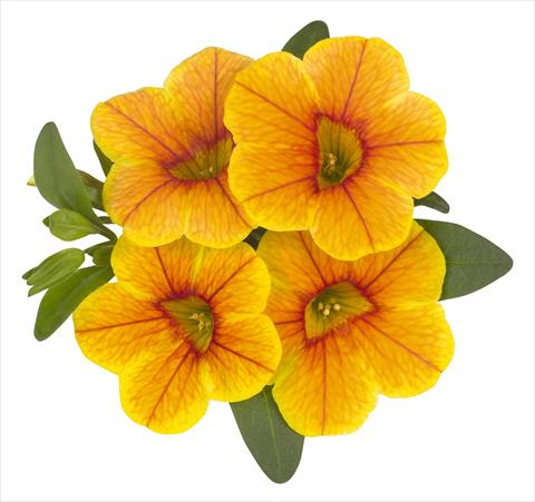 photo of flower to be used as: Pot, bedding, patio, basket Calibrachoa RED FOX Volcano Gold
