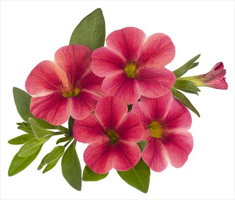 photo of flower to be used as: Pot, bedding, patio, basket Calibrachoa RED FOX Volcano Neon