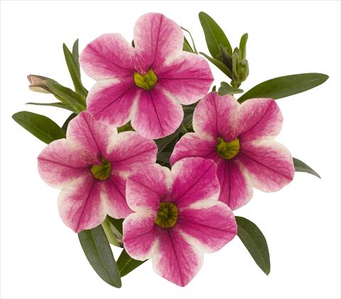 photo of flower to be used as: Pot, bedding, patio, basket Calibrachoa RED FOX Volcano Pink