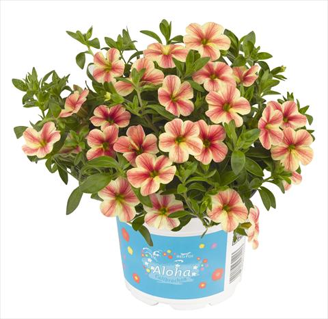 photo of flower to be used as: Pot, bedding, patio, basket Calibrachoa RED FOX Volcano Sunset