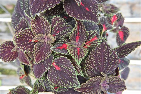 photo of flower to be used as: Pot and bedding Coleus RED FOX Abbey Road