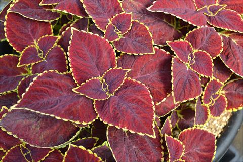 photo of flower to be used as: Pot and bedding Coleus RED FOX Broadway