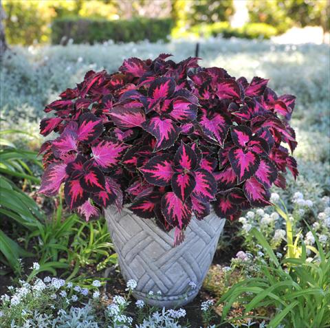 photo of flower to be used as: Pot and bedding Coleus RED FOX Fifth Avenue