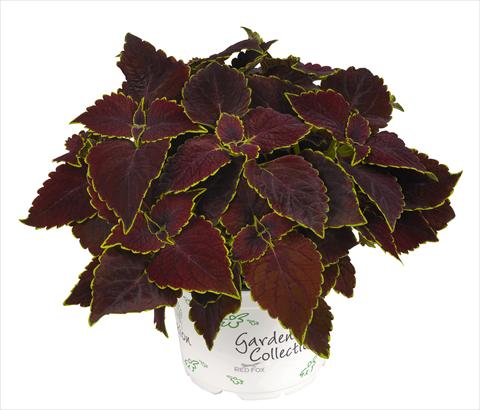 photo of flower to be used as: Pot and bedding Coleus RED FOX Gran Via