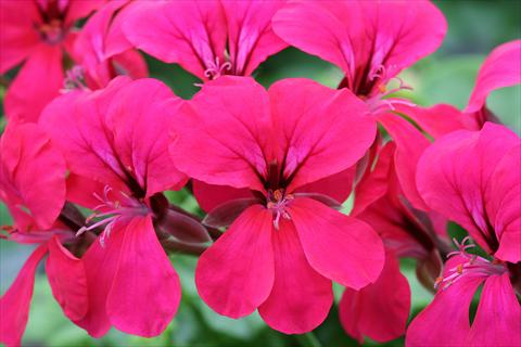 photo of flower to be used as: Basket / Pot Pelargonium peltatum Summertime Cherry Red